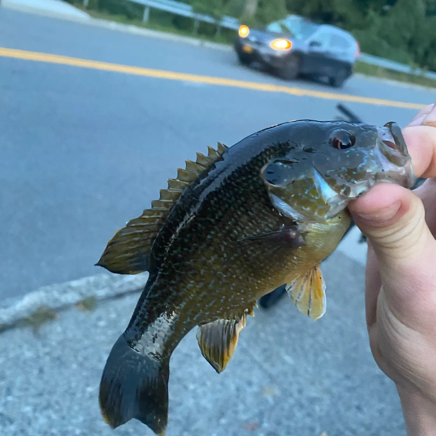 Green sunfish caught on Fishbrain