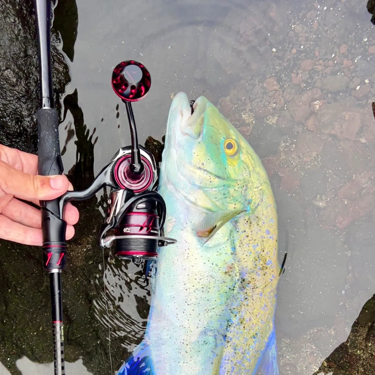 The most recent Bluefin trevally catches on Fishbrain