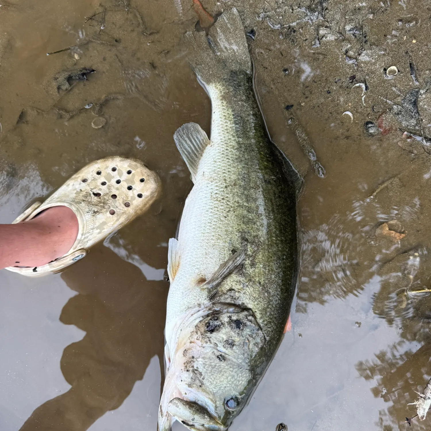 Largemouth bass caught on Fishbrain