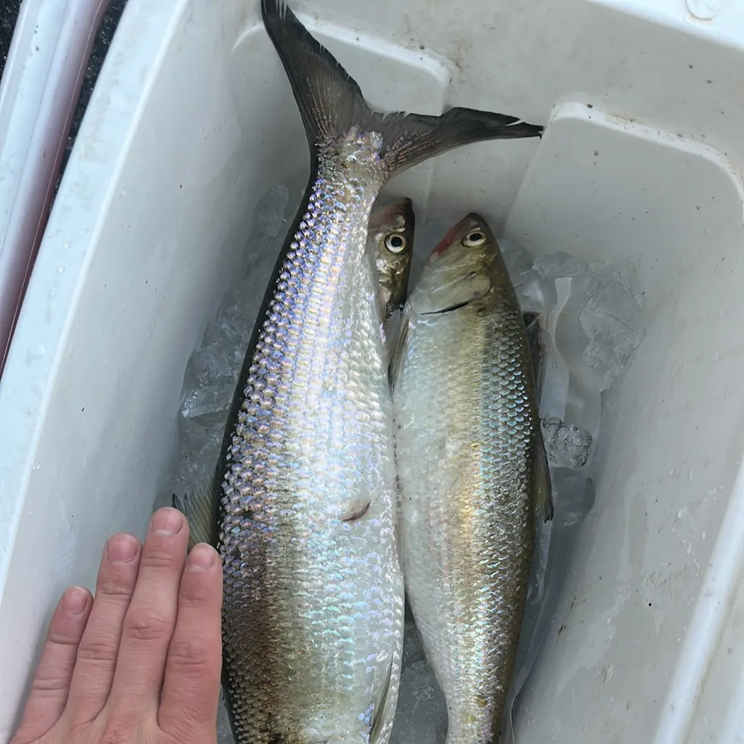 The most recent Skipjack herring catches on Fishbrain