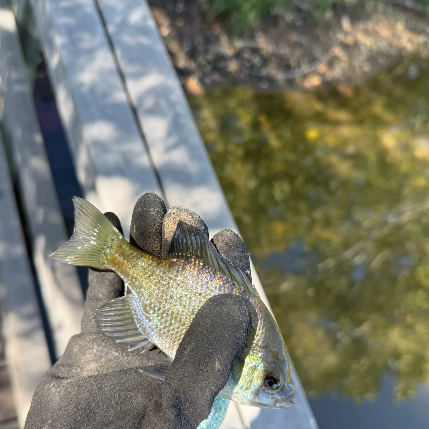 Bluegill caught on Fishbrain