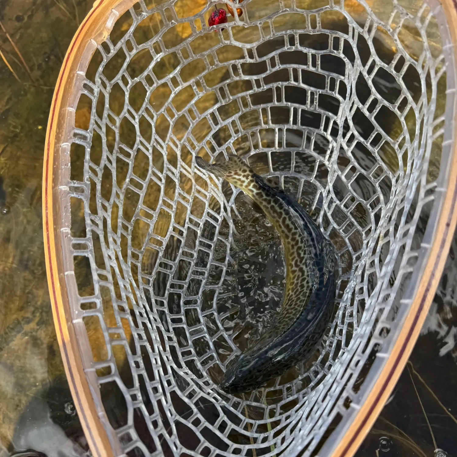 Tiger trout caught on Fishbrain