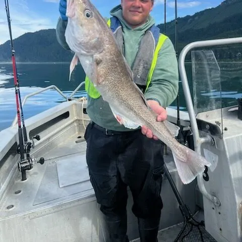 Pacific cod caught on Fishbrain