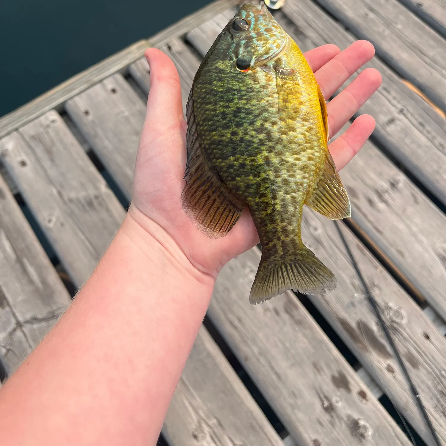 Pumpkinseed caught on Fishbrain