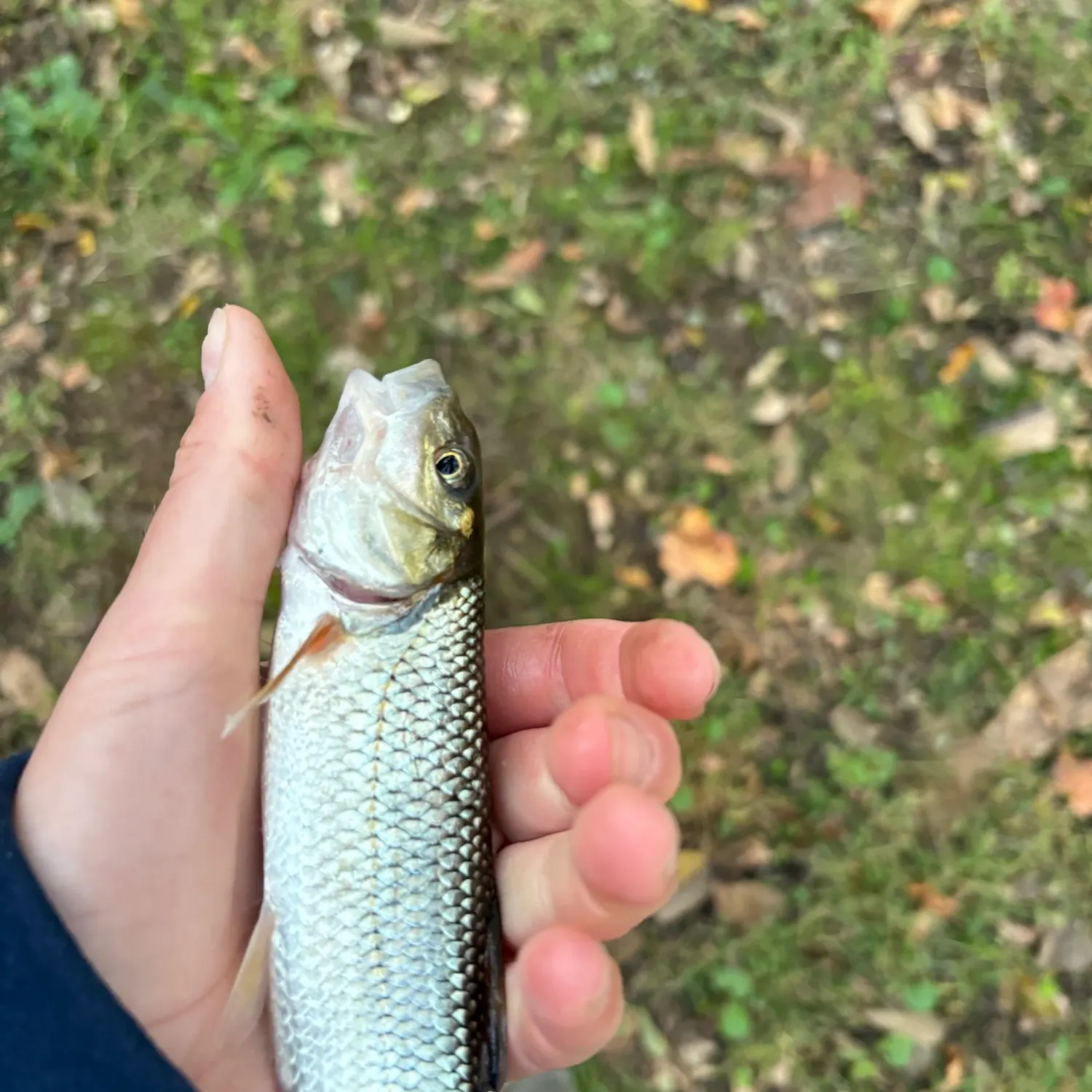 Fallfish caught on Fishbrain