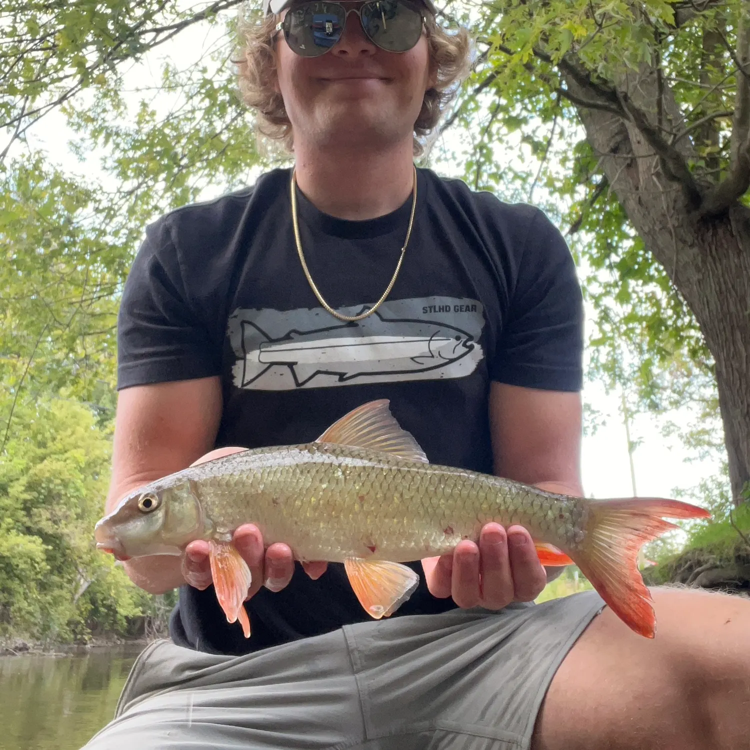 The most recent Shorthead redhorse catches on Fishbrain