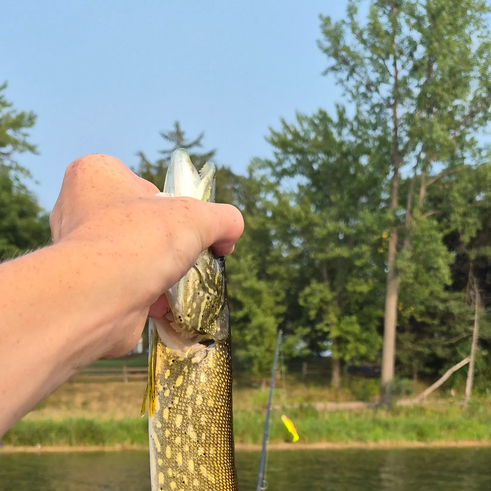 Northern pike caught on Fishbrain