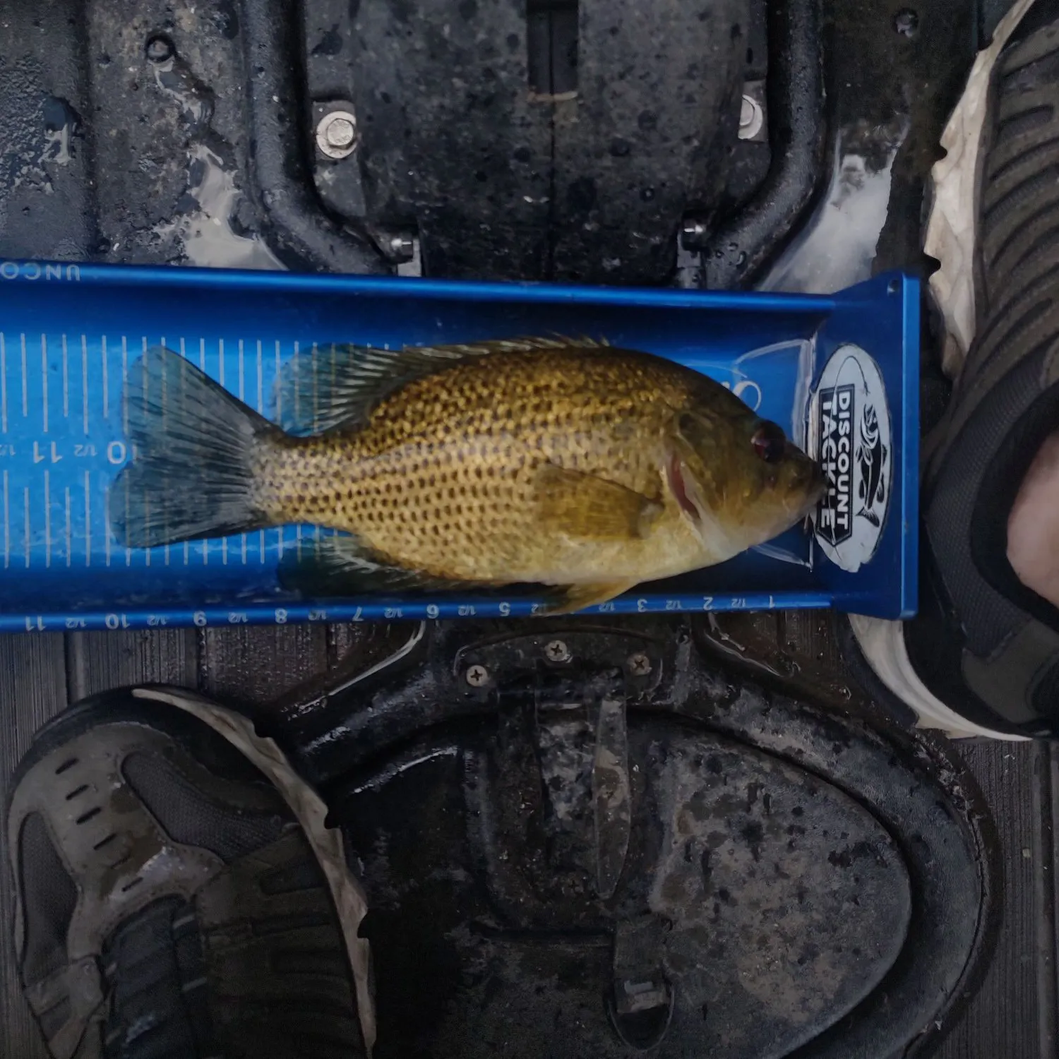 Rock bass caught on Fishbrain