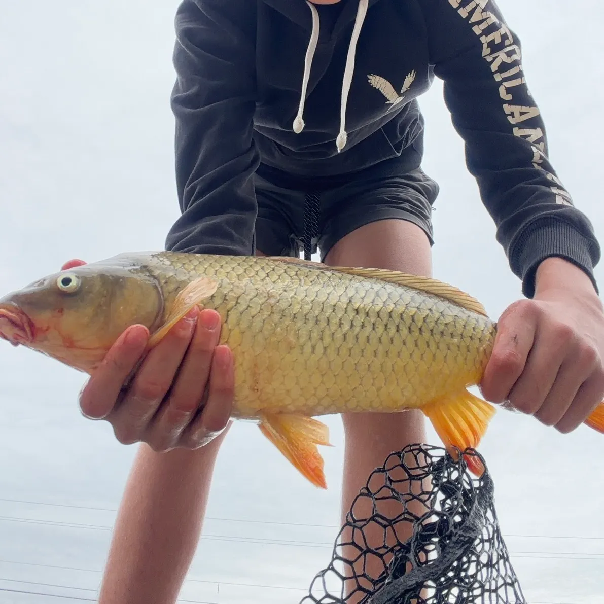 Common carp caught on Fishbrain