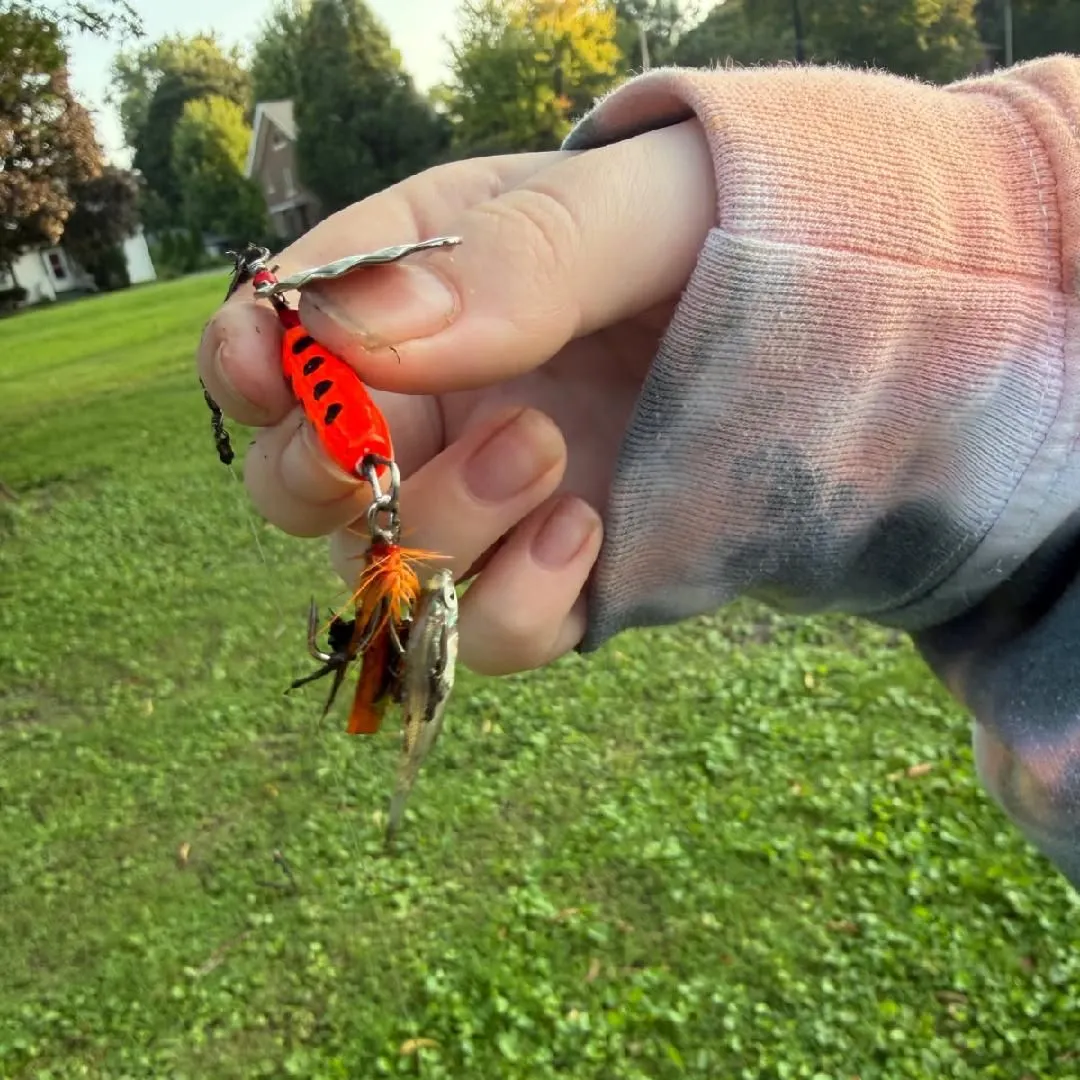 The most recent Silverjaw minnow catches on Fishbrain