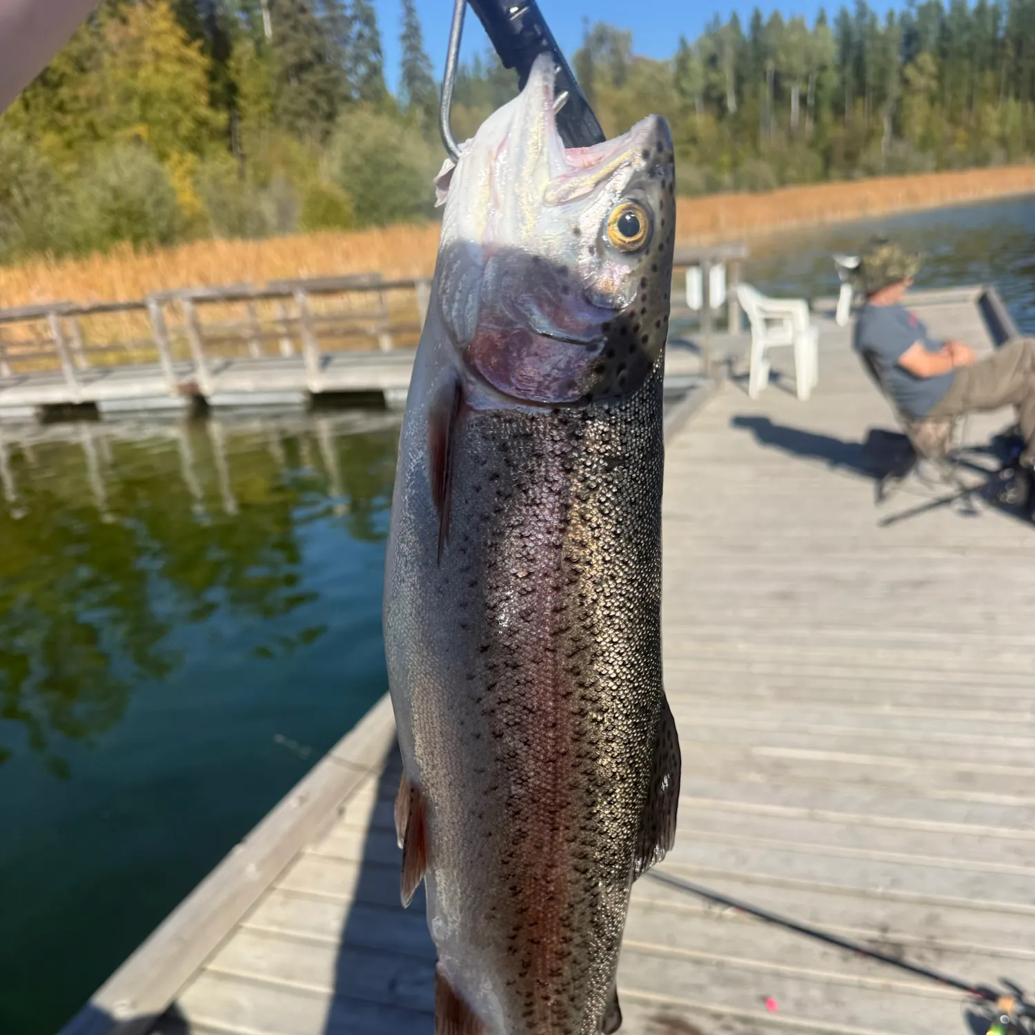 Rainbow trout caught on Fishbrain
