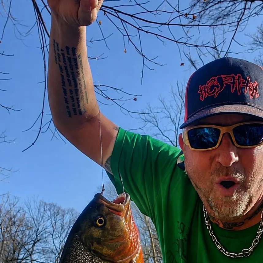 Red-bellied piranha caught on Fishbrain