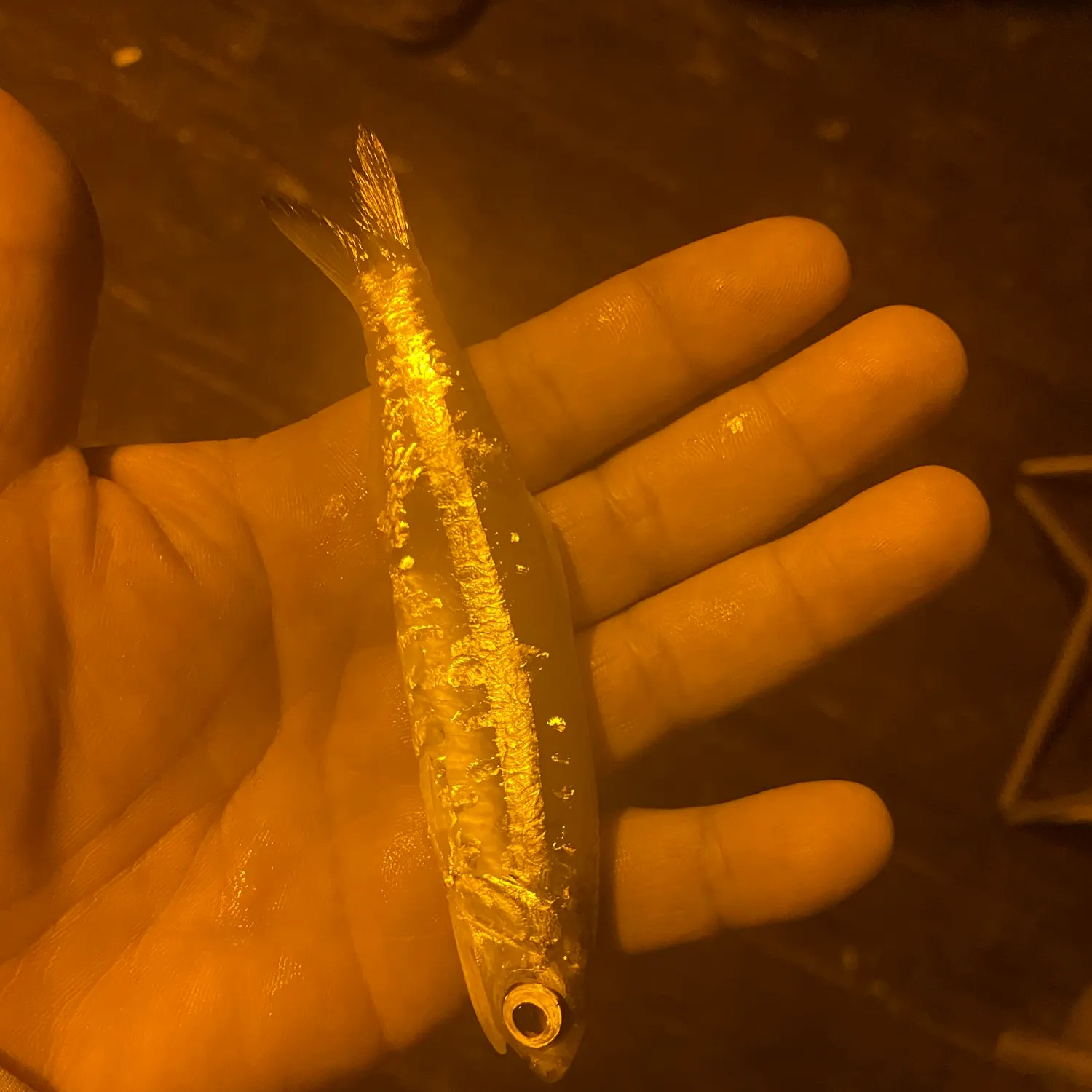 The most recent Broad-striped anchovy catches on Fishbrain