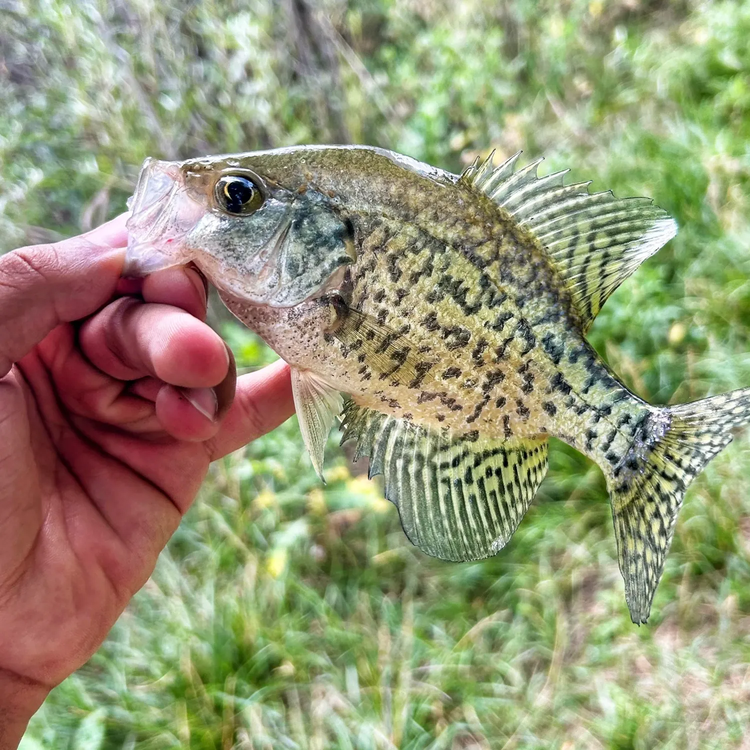Black crappie caught on Fishbrain