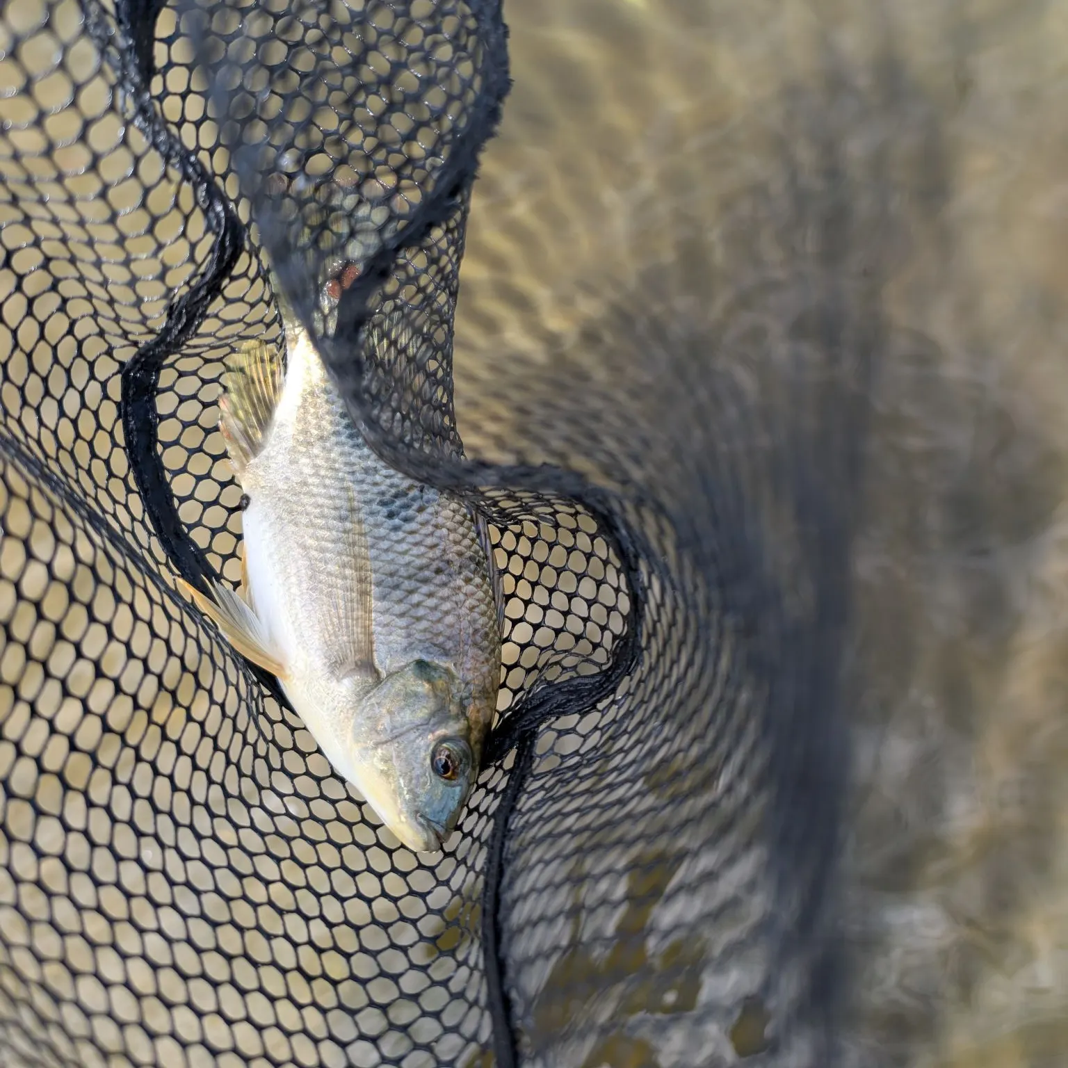 The most recent Mozambique tilapia catches on Fishbrain