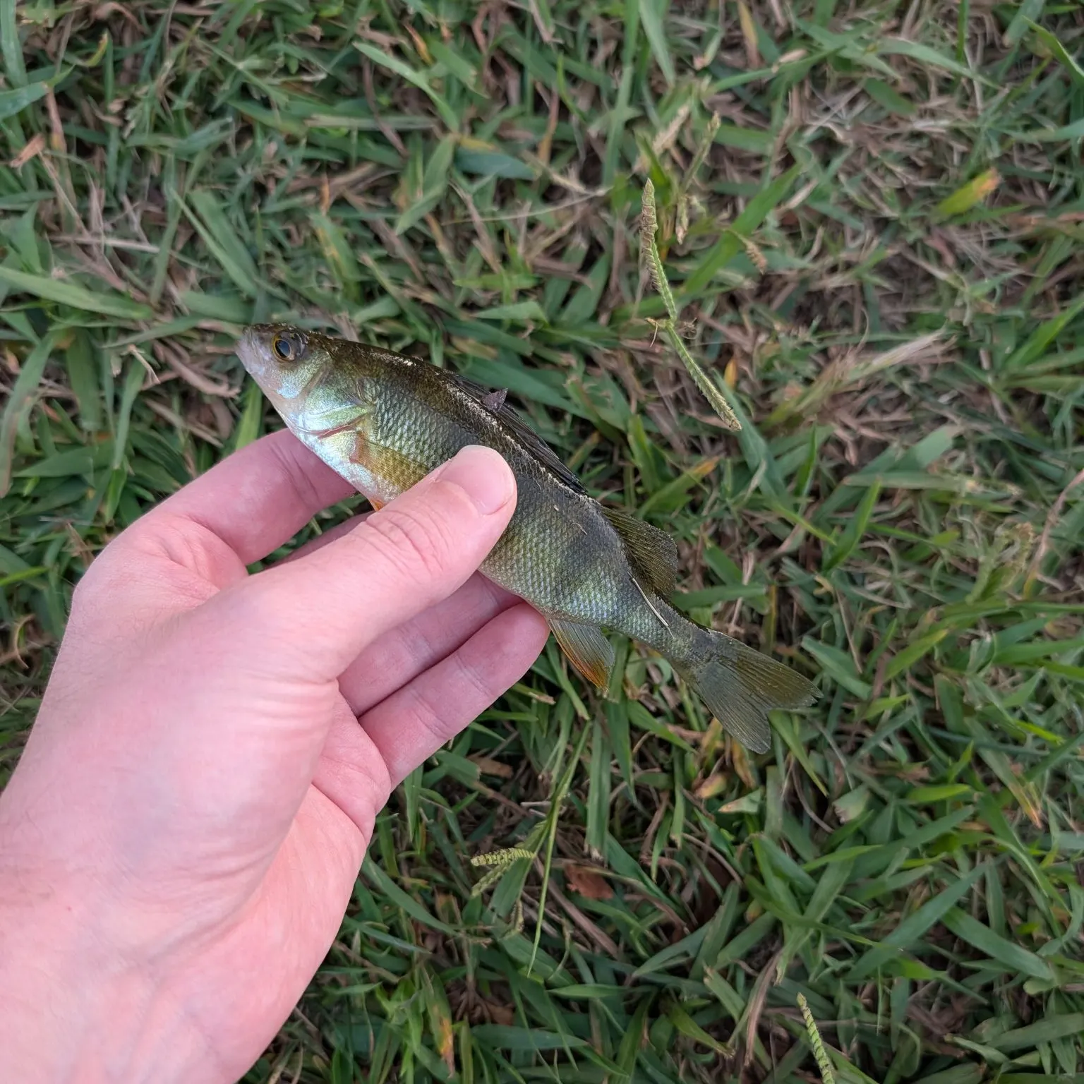 Yellow perch caught on Fishbrain