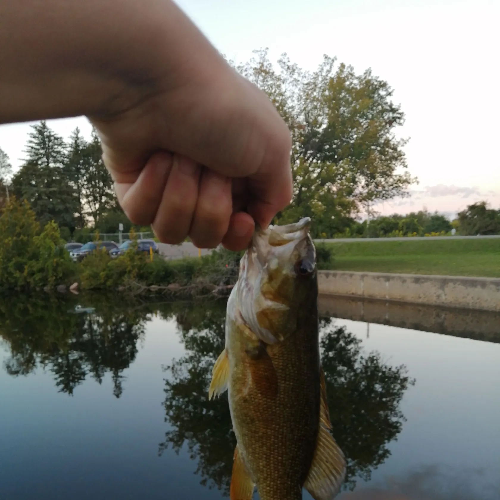Smallmouth bass caught on Fishbrain
