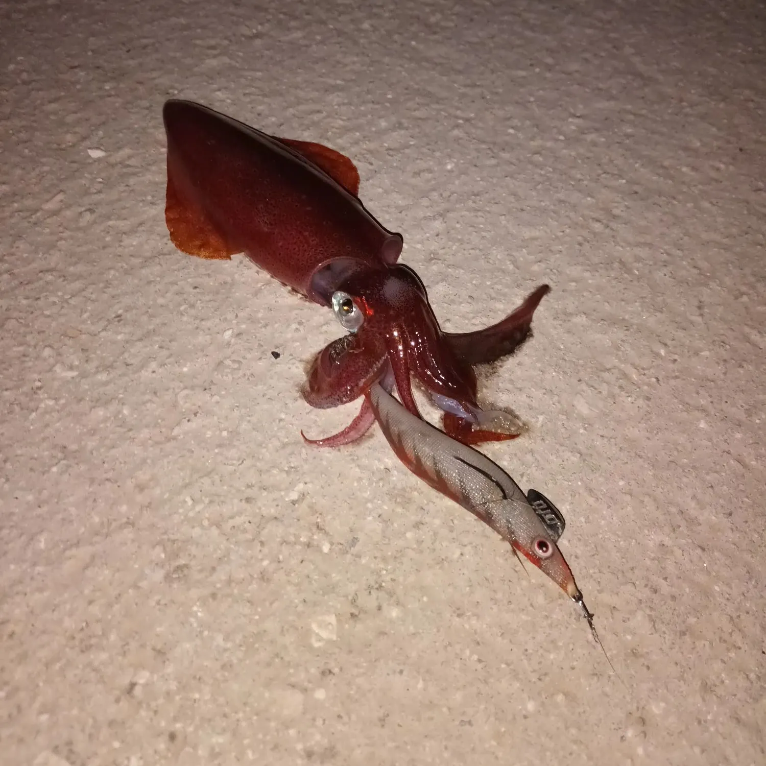 The most recent European flying squid catches on Fishbrain