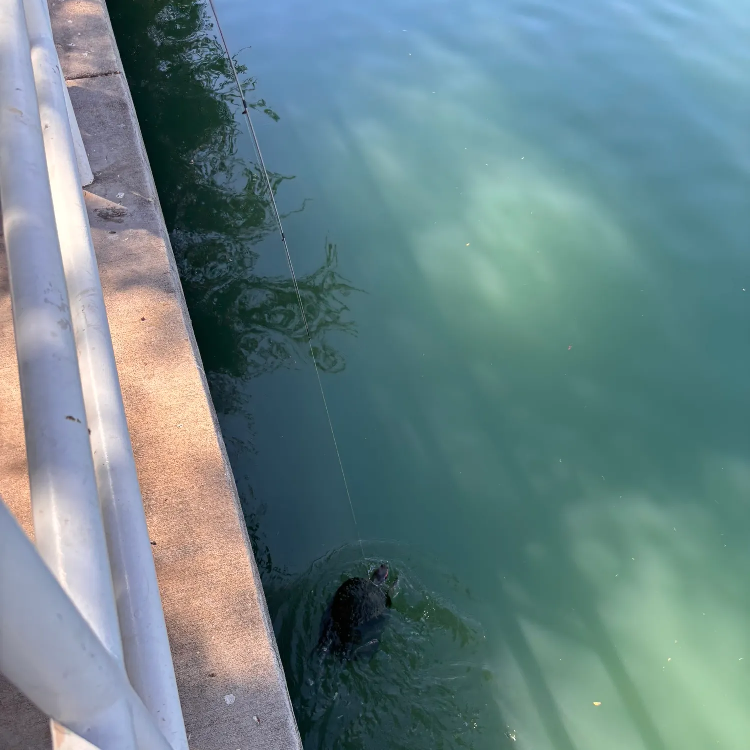 The most recent Pond slider turtle catches on Fishbrain