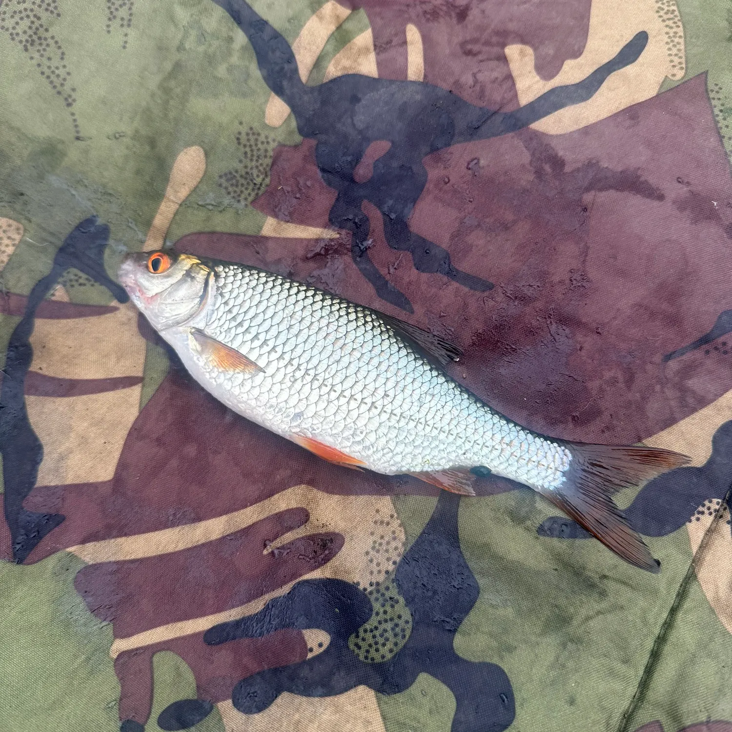 Common roach caught on Fishbrain