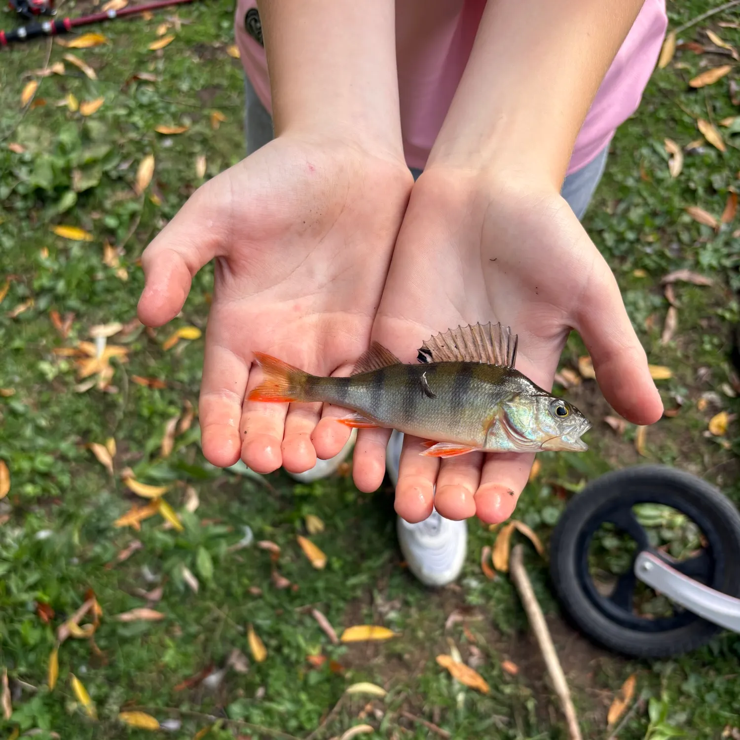 European perch caught on Fishbrain