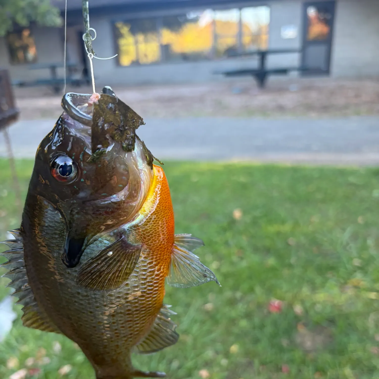 Redbreast sunfish caught on Fishbrain