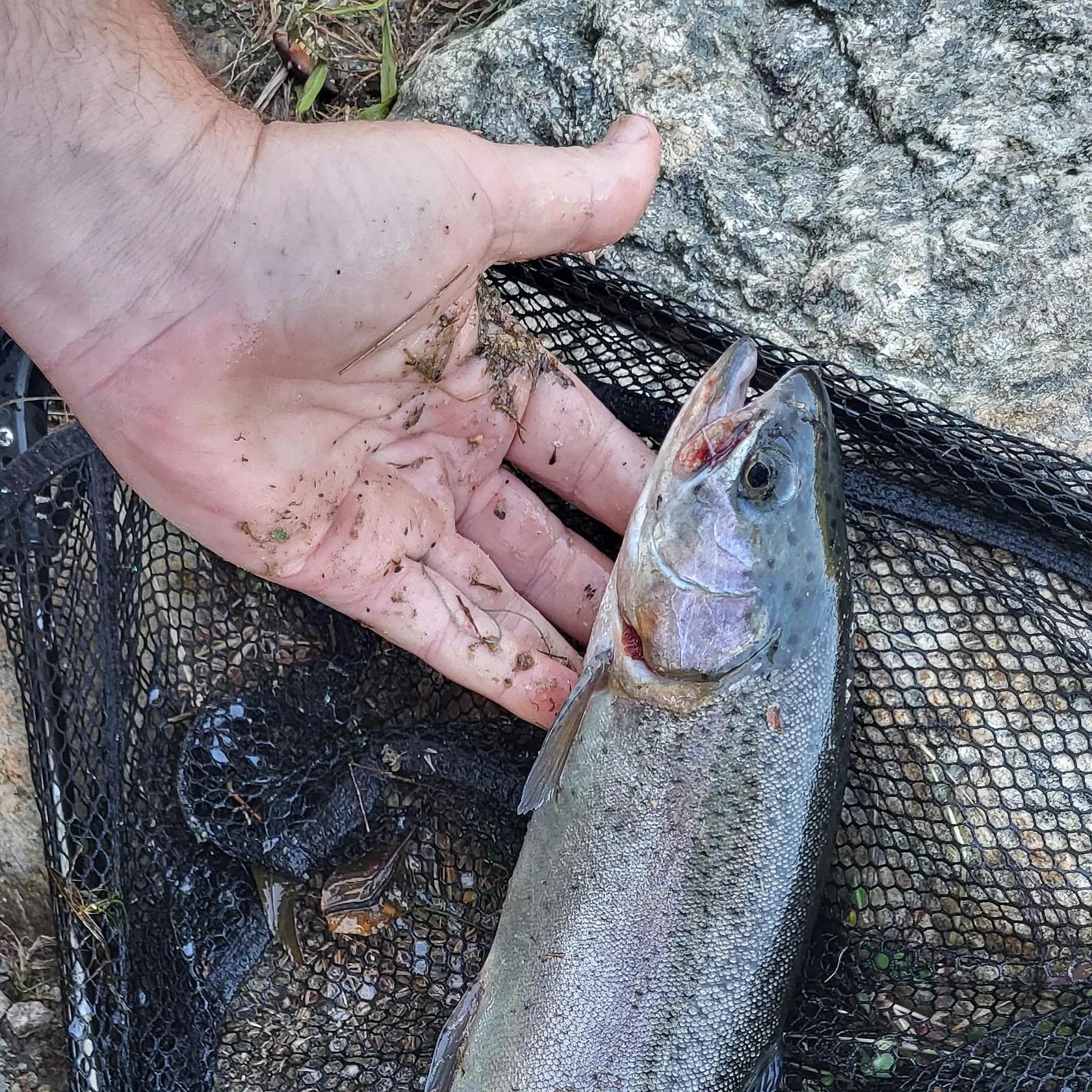 Rainbow trout caught on Fishbrain