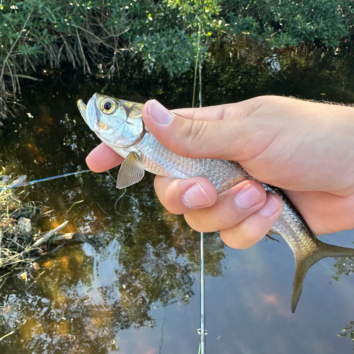 The most recent Tarpon catches on Fishbrain