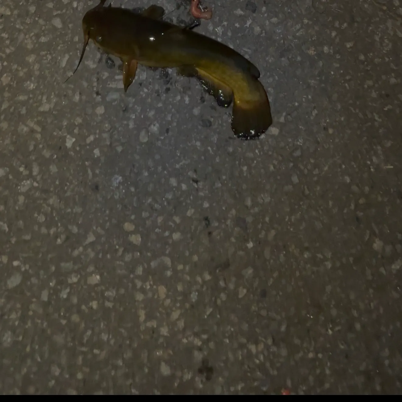 Yellow bullhead caught on Fishbrain