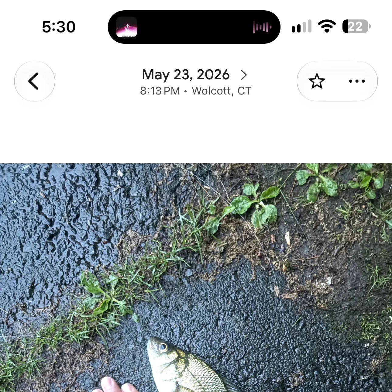 White perch caught on Fishbrain