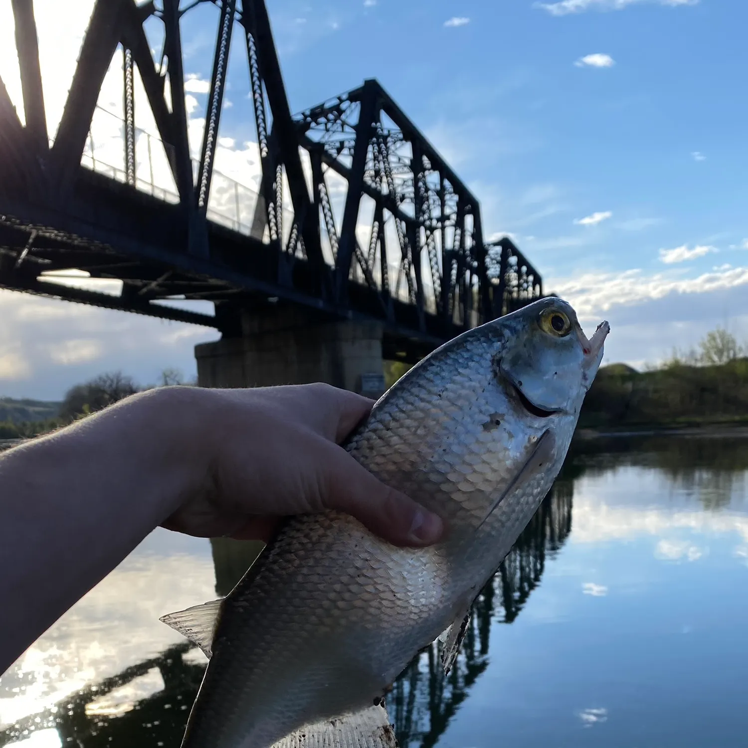 The most recent Goldeye catches on Fishbrain