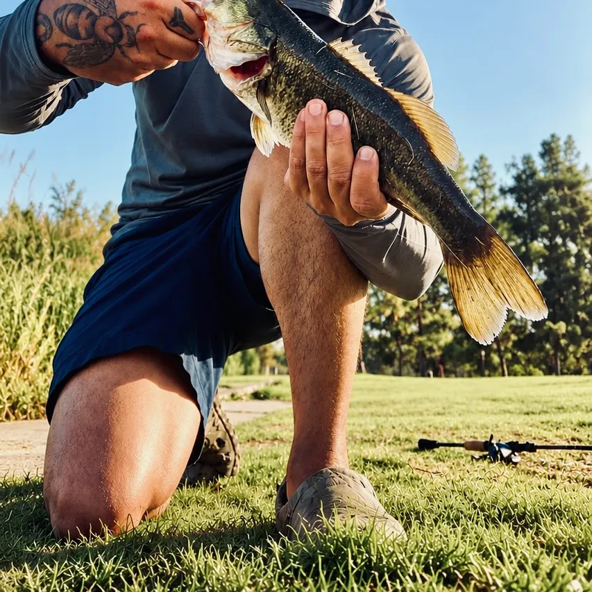 Largemouth bass caught on Fishbrain