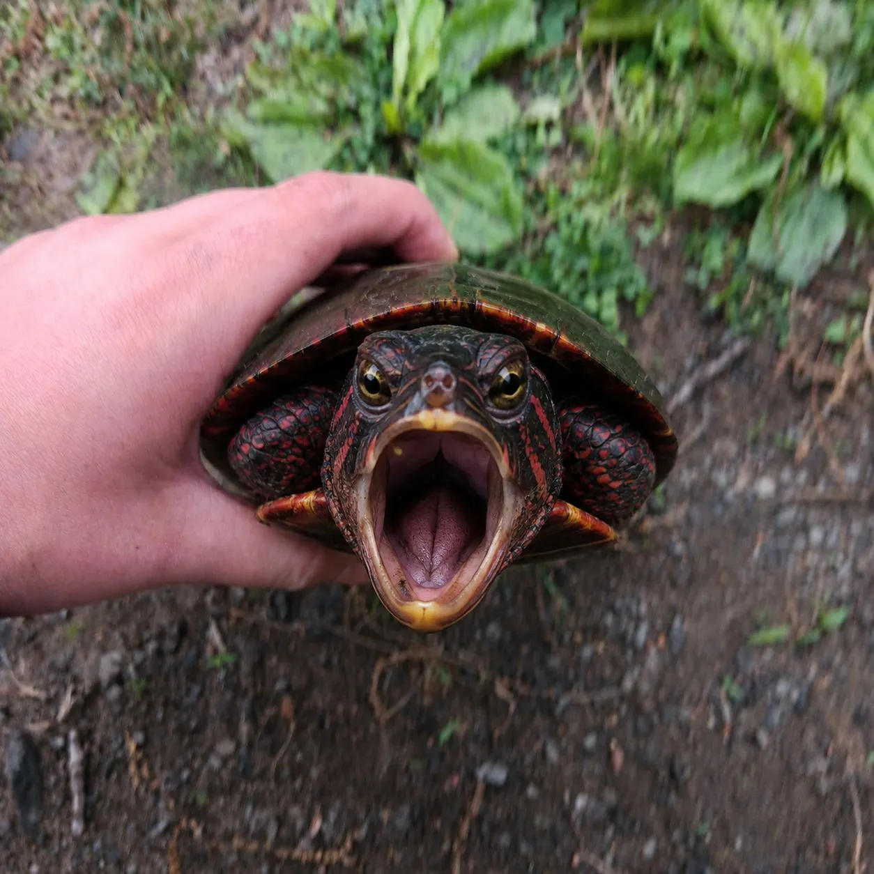 catch
