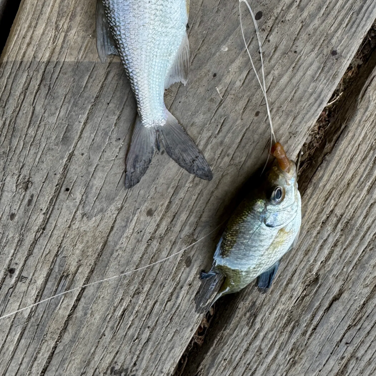 The most recent Hitch catches on Fishbrain