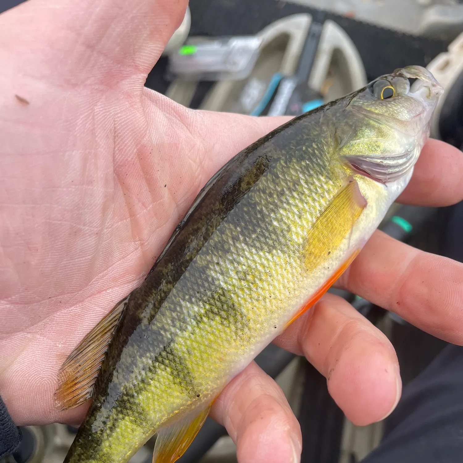 Yellow perch caught on Fishbrain