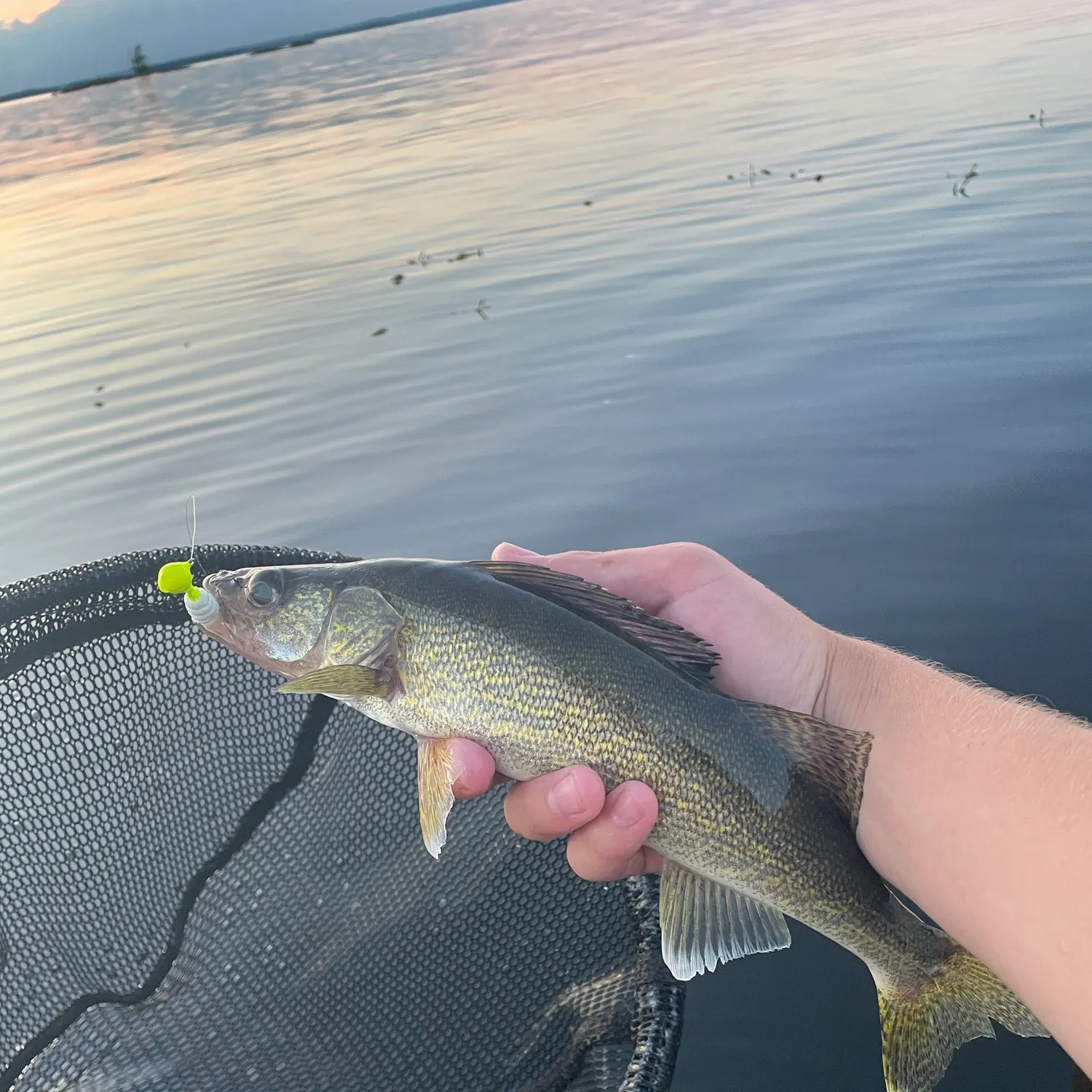 The most recent Walleye catches on Fishbrain