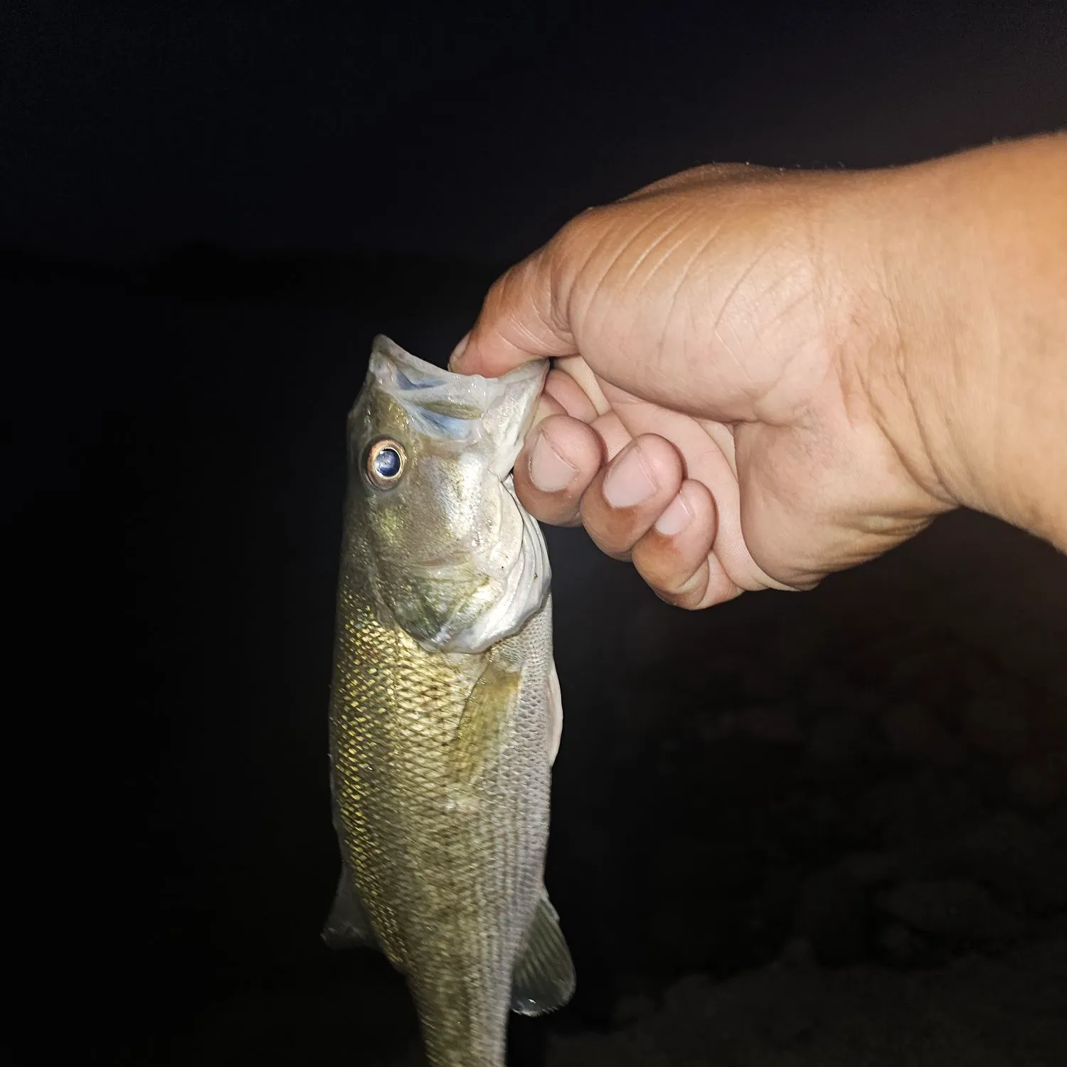 Spotted bass caught on Fishbrain