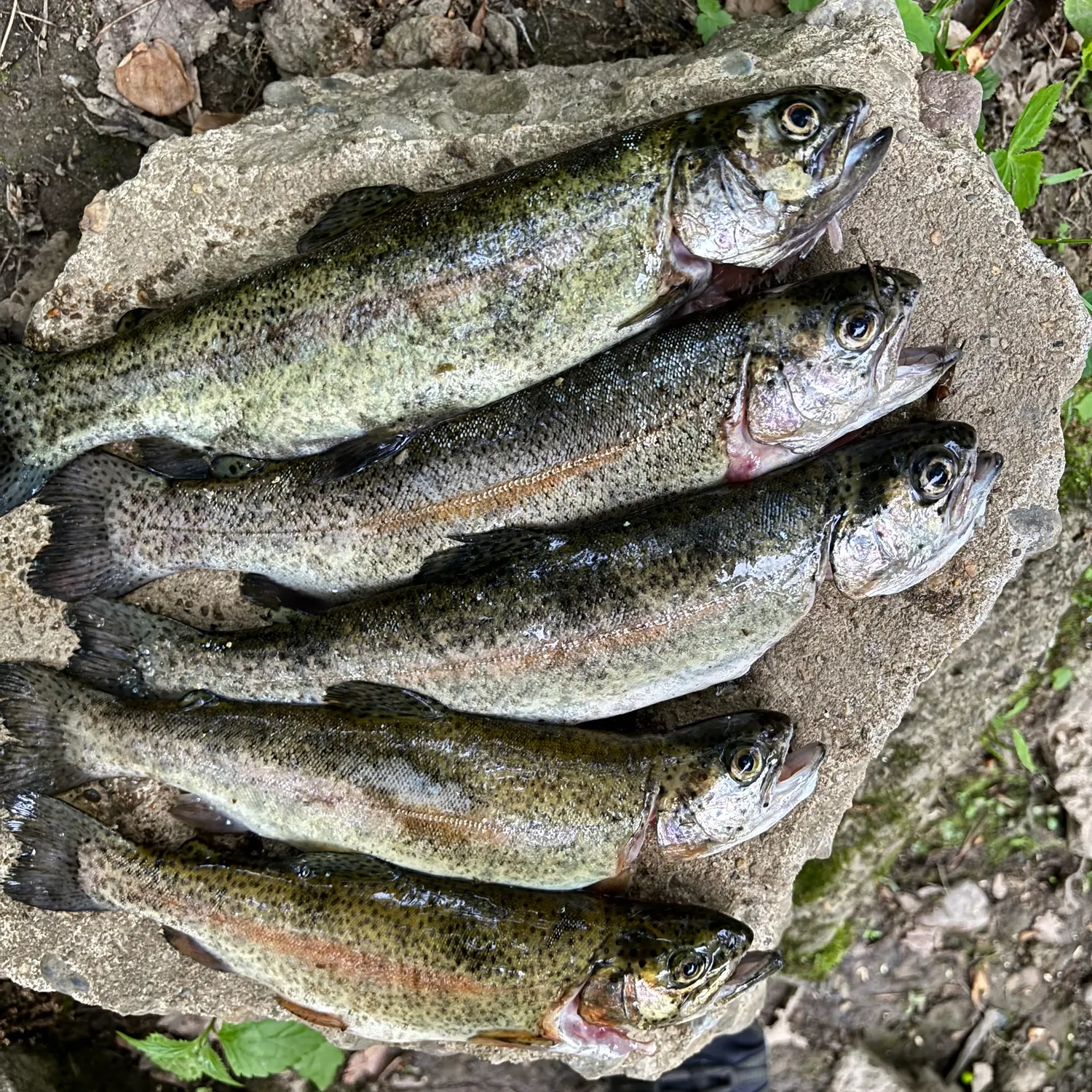 recently logged catches