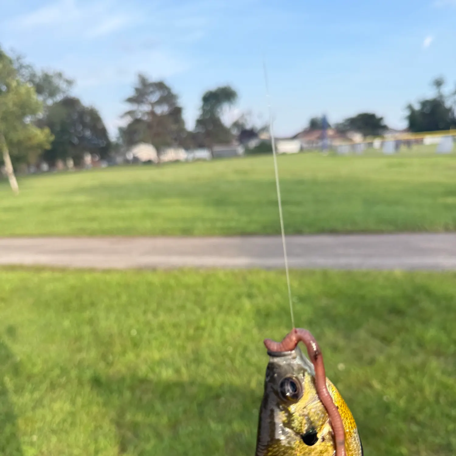 Bluegill caught on Fishbrain