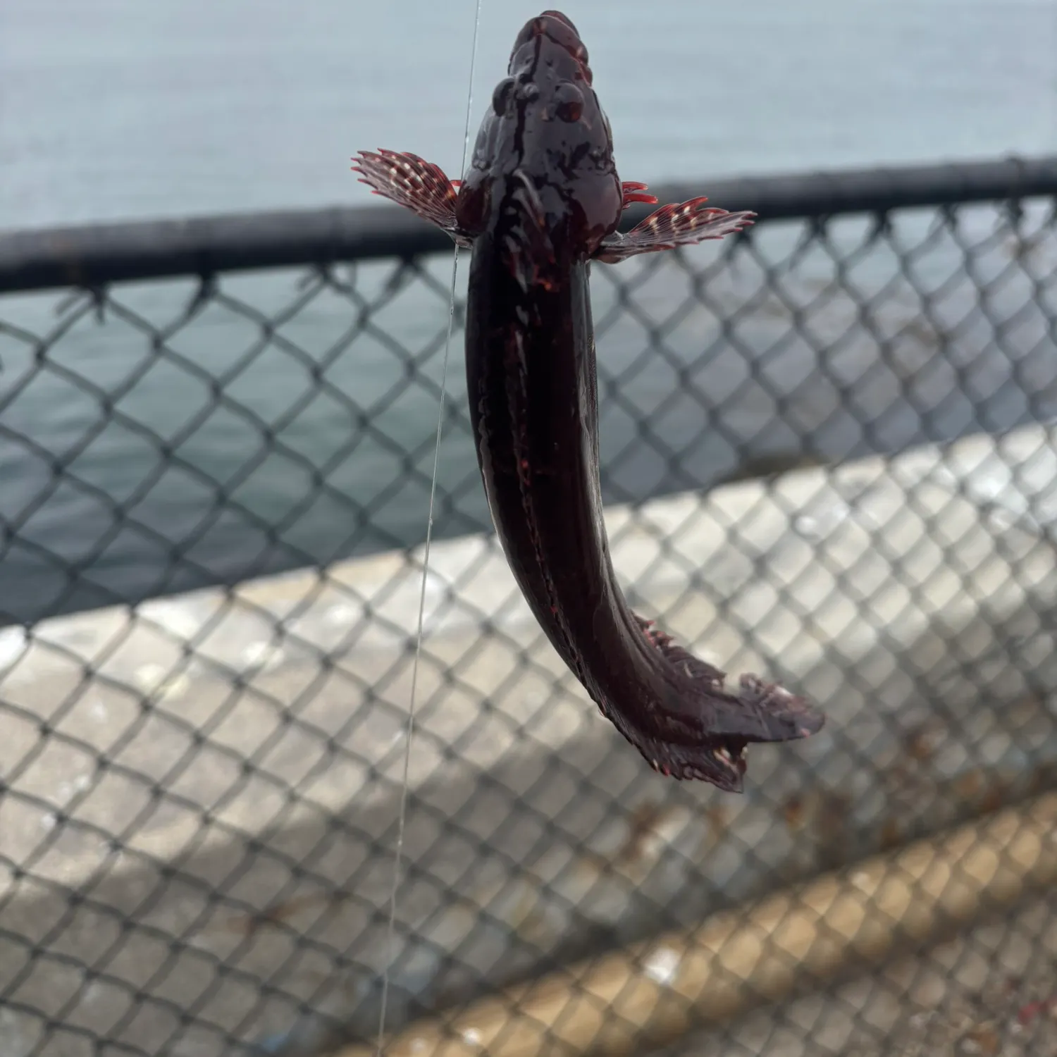 The most recent Plainfin midshipman catches on Fishbrain