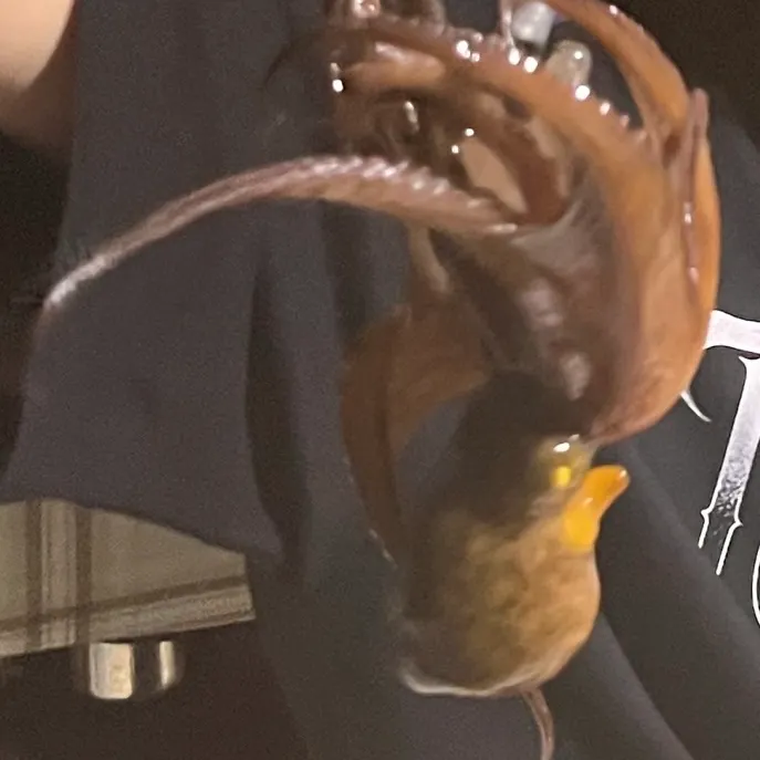 The most recent Common octopus catches on Fishbrain