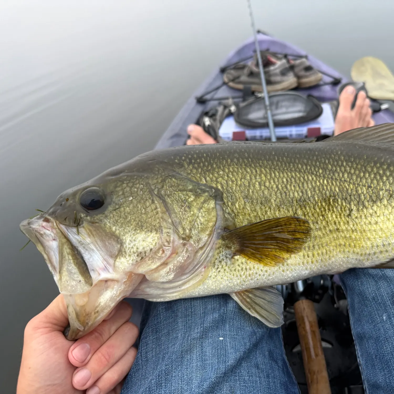 Largemouth bass caught on Fishbrain