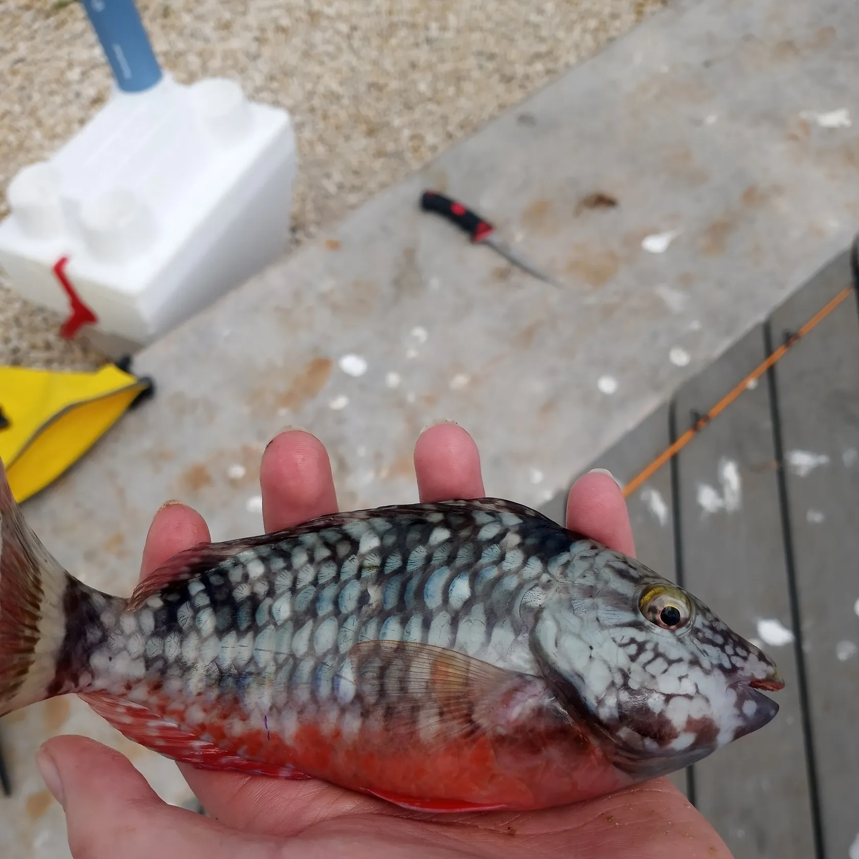 recently logged catches