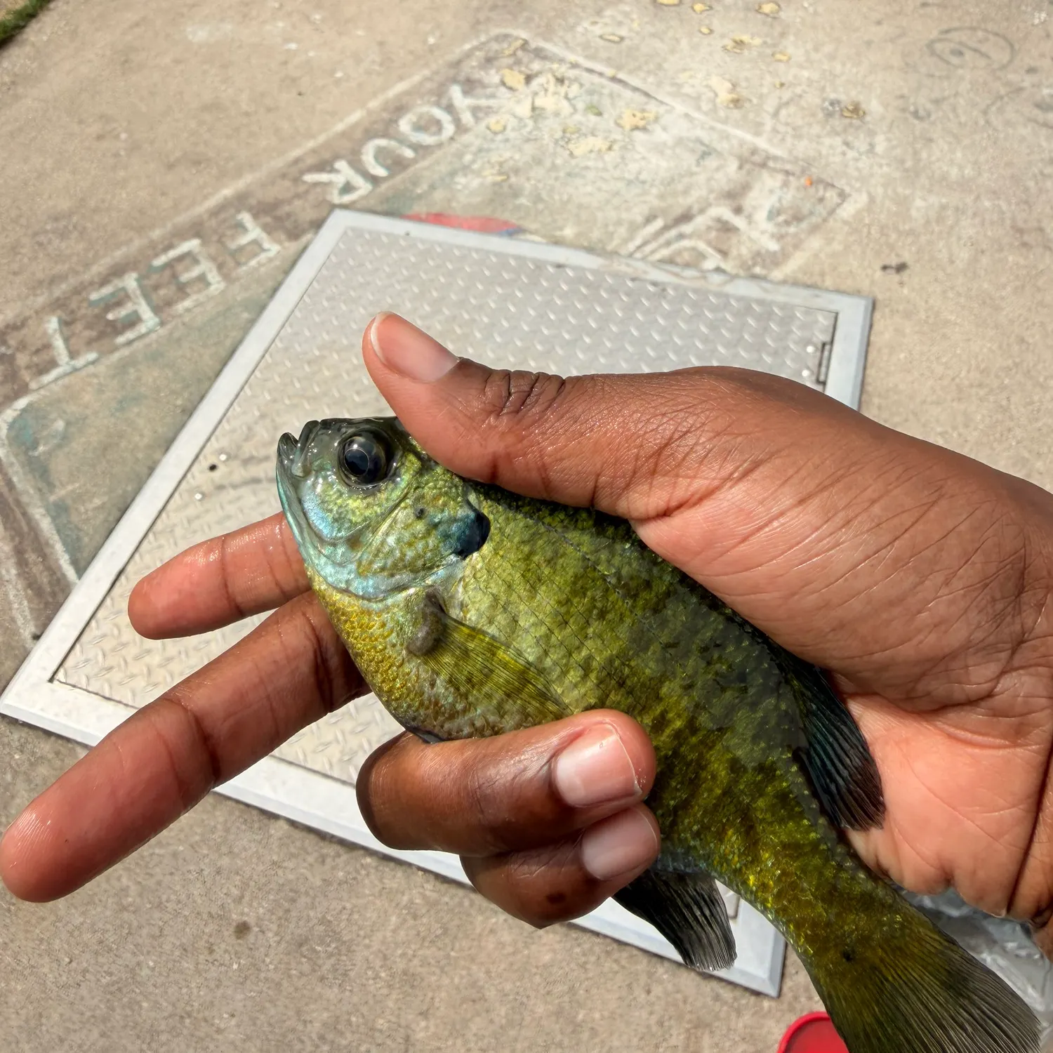 Bluegill caught on Fishbrain