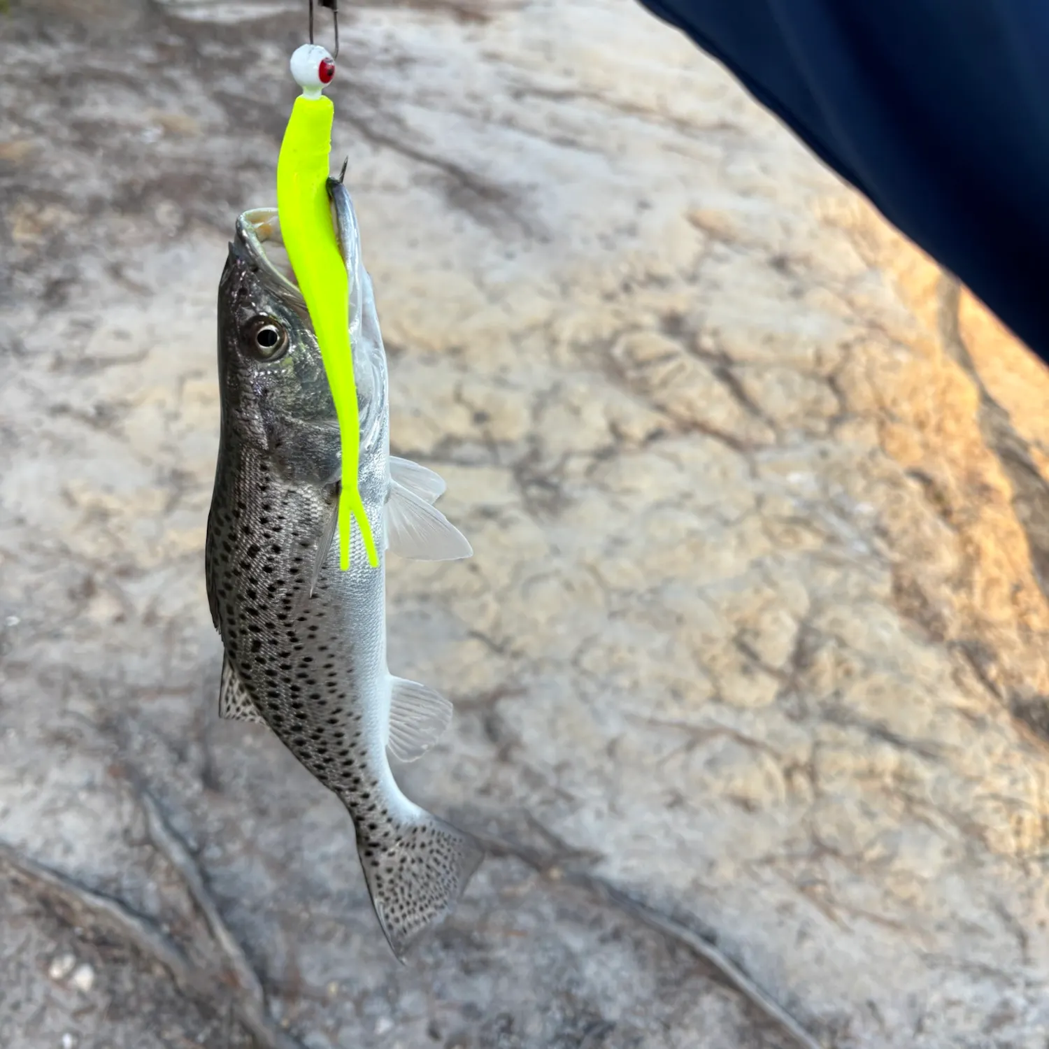 Spotted seatrout caught on Fishbrain