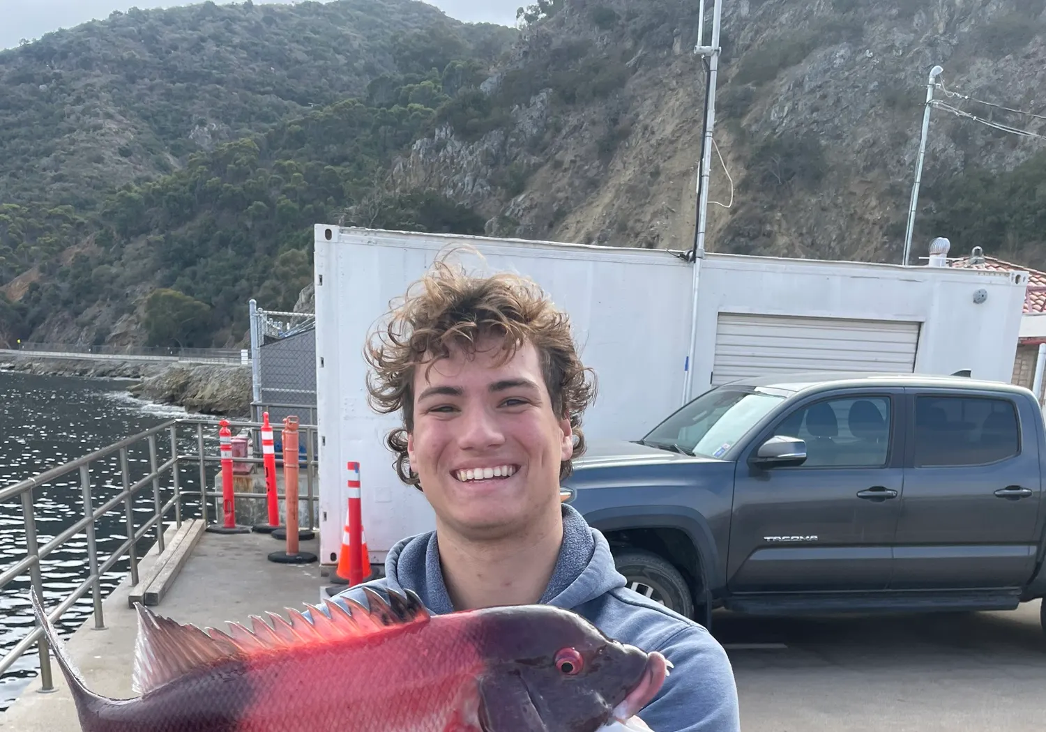 California sheephead