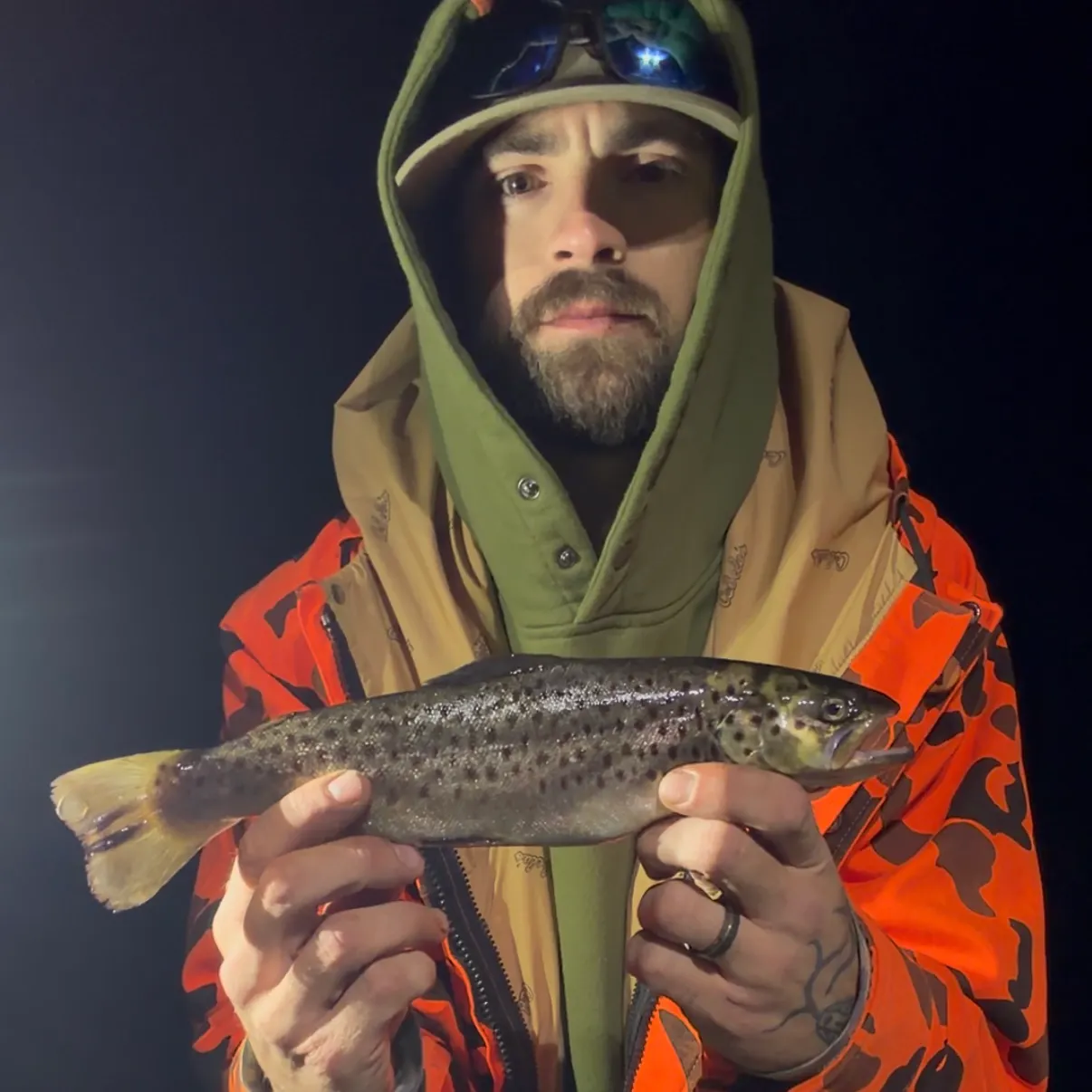 Brown trout caught on Fishbrain