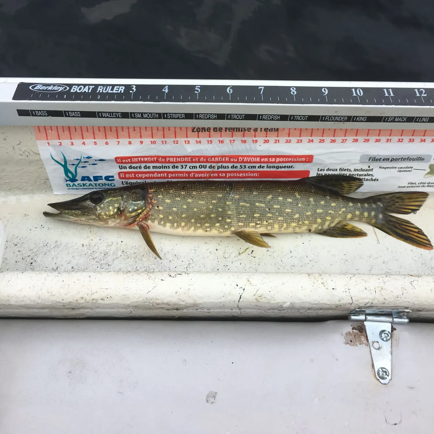 recently logged catches