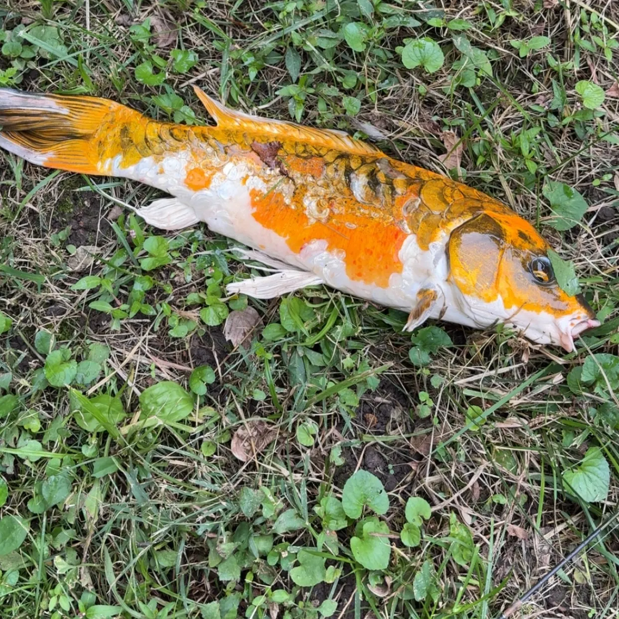 Koi carp caught on Fishbrain