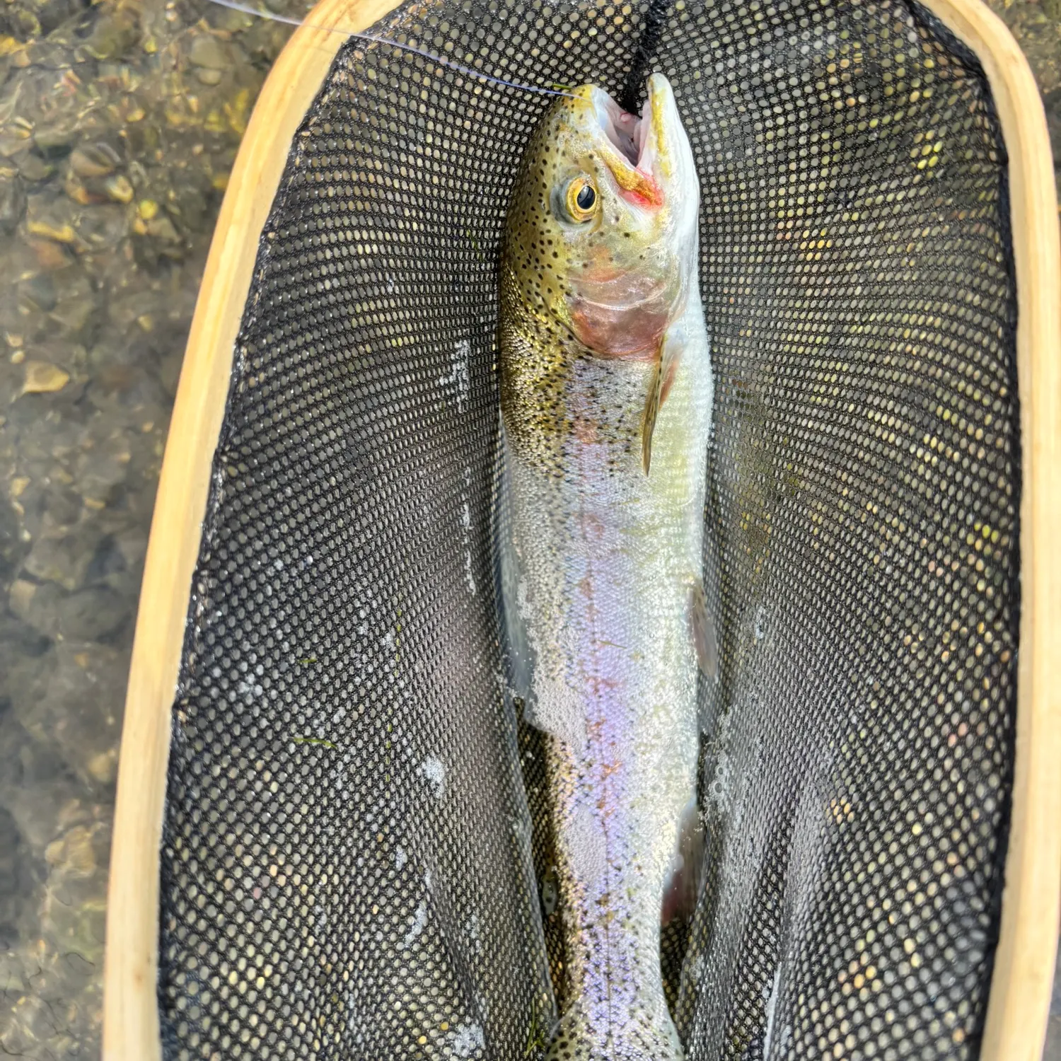 Rainbow trout caught on Fishbrain